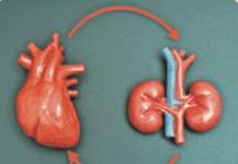 Heart Health and Kidney Health Are Intimately Connected